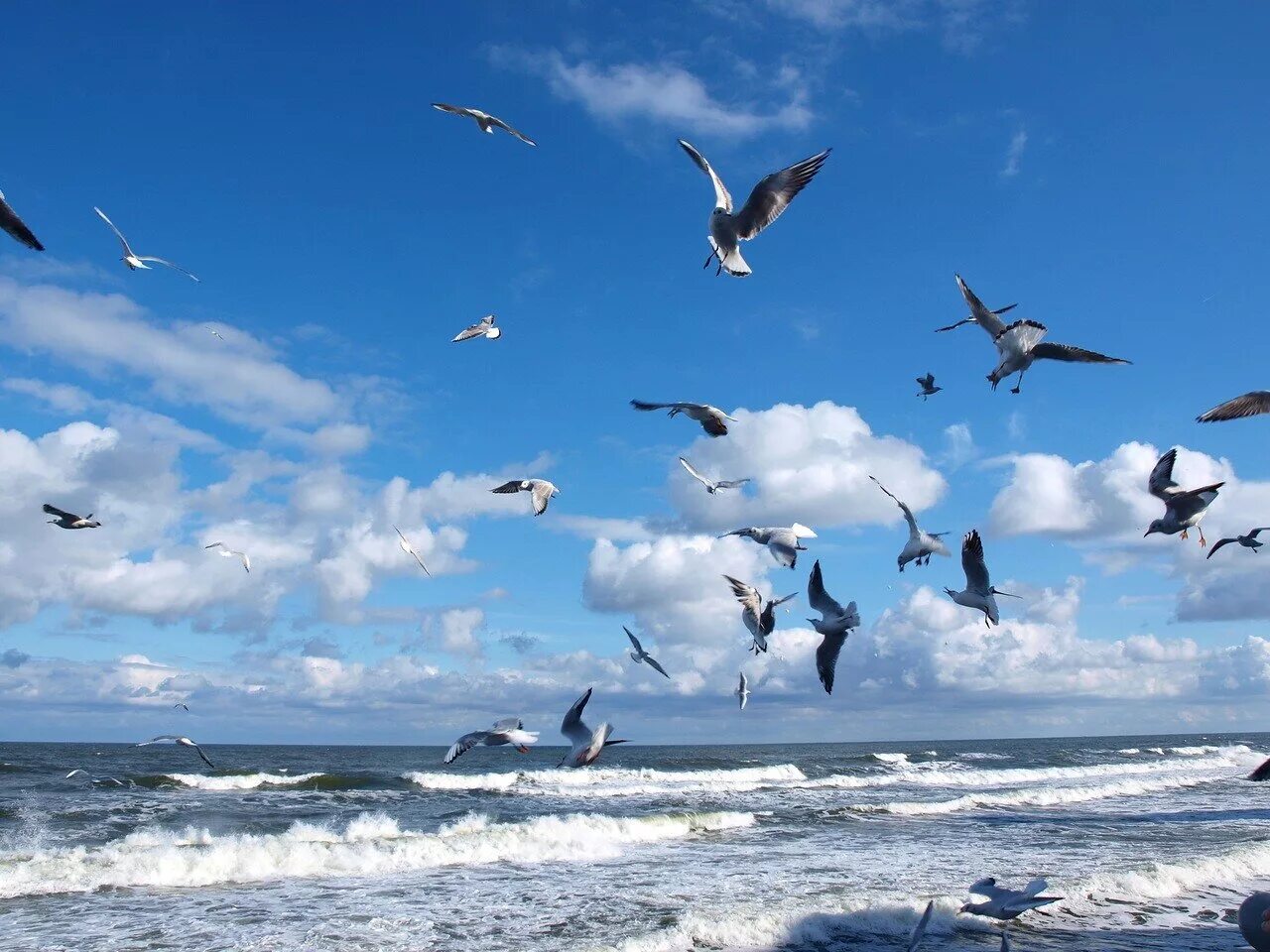 Волны и чайки над морем. Балтийское море Калининград Чайки. Море, Чайки. Чайки над морем. Птицы над морем.