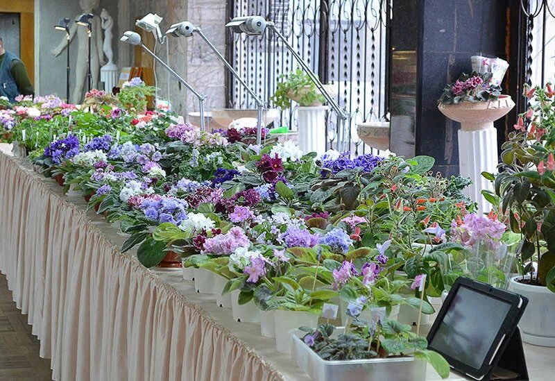 выставка цветов в краснодаре в галактике. цветочная ярмарка краснодар. выставка цветов краснодар декабрь. выставка цветов краснодар декабрь. выставка цветов в краснодаре.