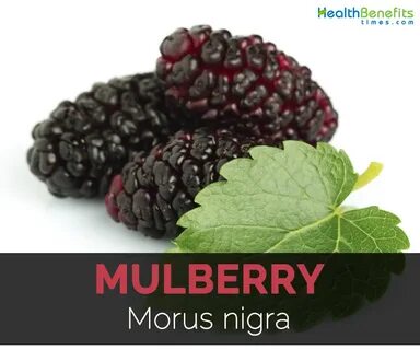 Mulberry перевод