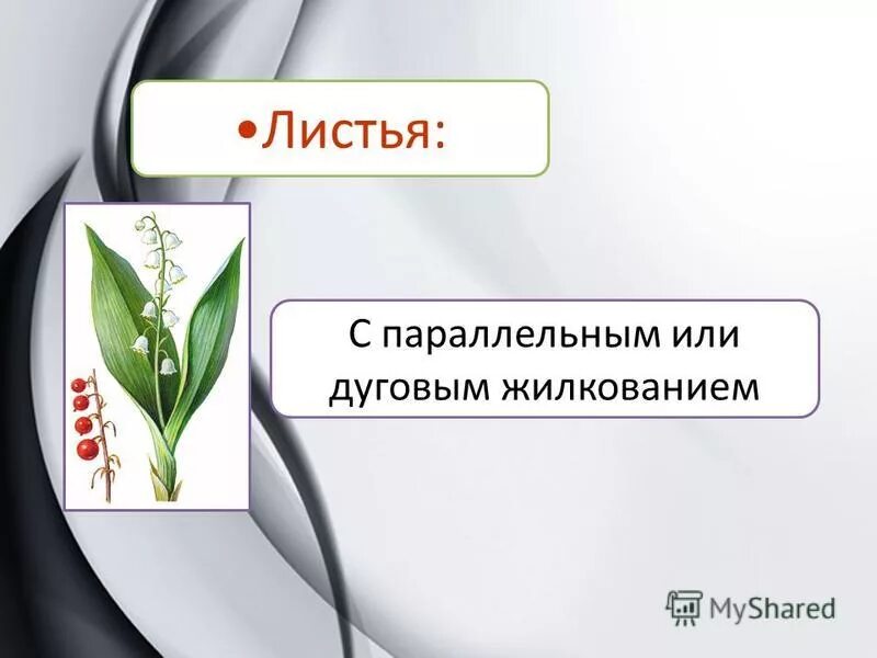 майник двулистный лилейные. майник жилкование. семейство лилейные жилкование. стебель и листья лилейного семейства. майник двулистный листорасположение.