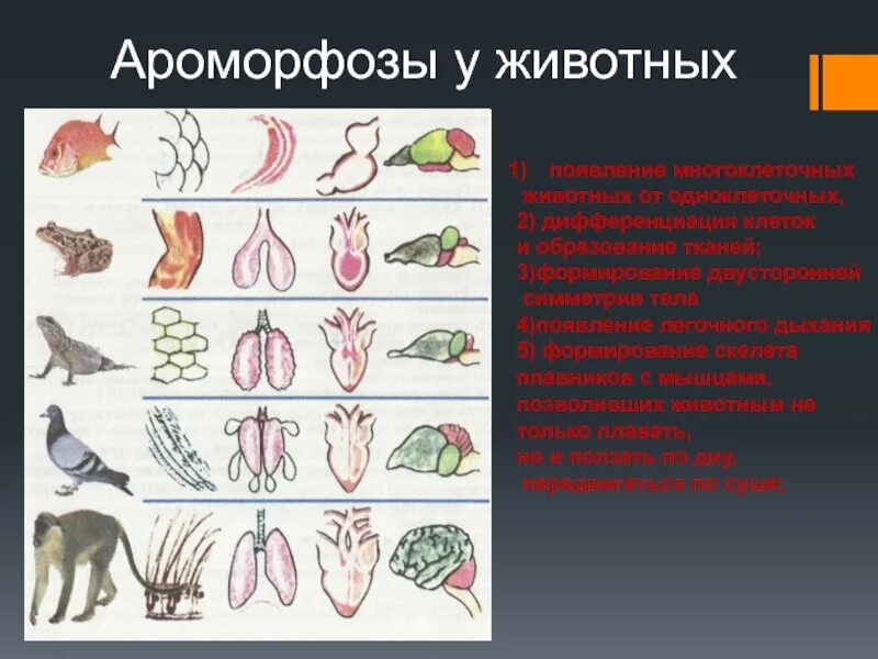 Ароморфозы в эволюции животных. Возникновение многоклеточности ароморфоз. Ароморфозы позвоночных животных. Основные ароморфозы в эволюции многоклеточных животных. Появление теплокровности у птиц