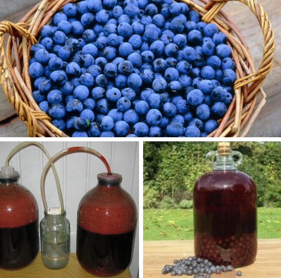 как сделать домашнее вино пошаговый рецепт. домашнее вино из винограда. вино из старого варенья. вино из винограда изабелла. как сделать домашнее вино пошаговый рецепт.