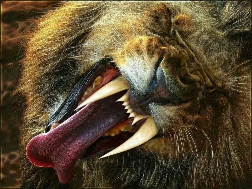 Лев максимальный размер. Когти Льва. Зубы Льва. Лев Клыков.