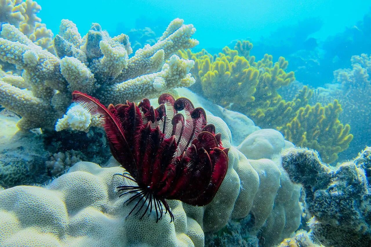 Coral h. Большой Барьерный риф кораллы. Белиз коралловые рифы. Коралловые рифы Монерон. Барьерный риф Куба.