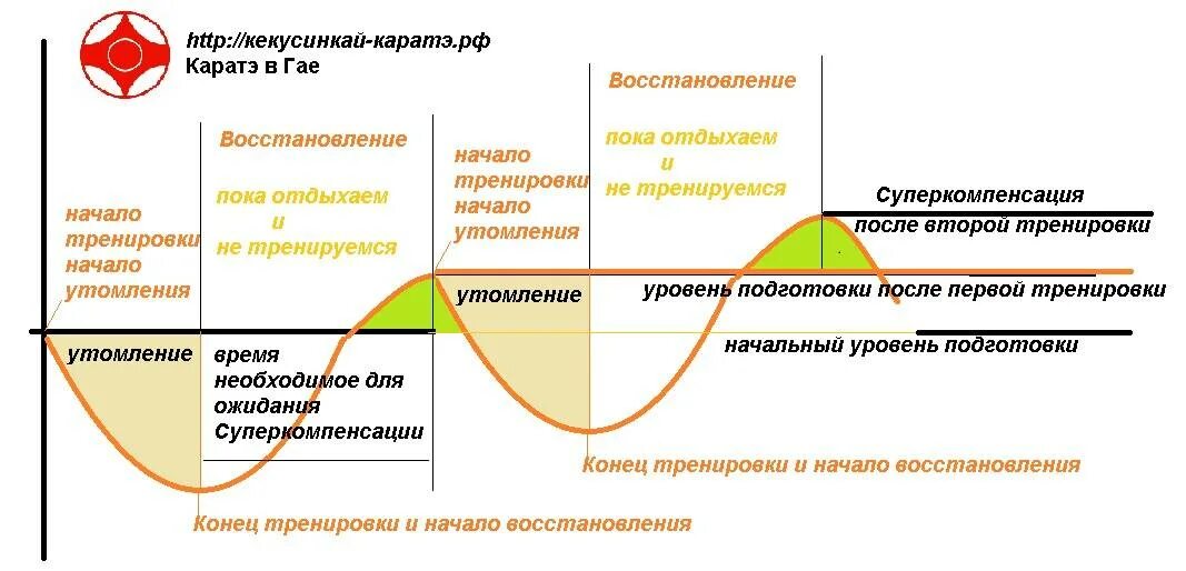 Через сколько восстанавливается цикл. Фазы восстановления суперкомпенсация. Восстановление после тренировки график. График восстановления мышц после тренировки. Период суперкомпенсации мышц.