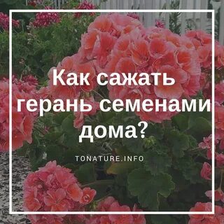 Когда сеять герань