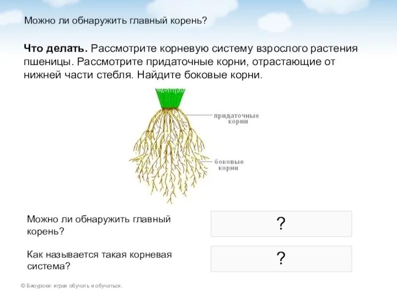 Строение корневой системы пшеницы. Описание корневой системы пшеницы. Мочковатая корневая система пшеницы. Строение мочковатой корневой системы пшеницы.