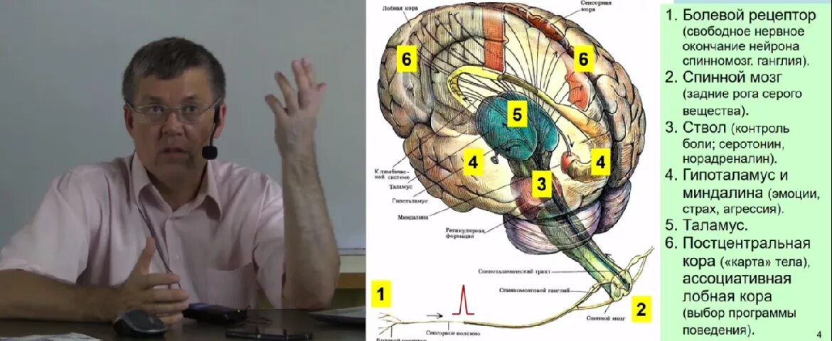Болевой центр в мозге. Центр боли в мозге. Мозг и агрессия. Дубынин нейробиология.