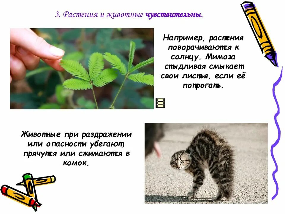 Примеры раздражимости у растений животных