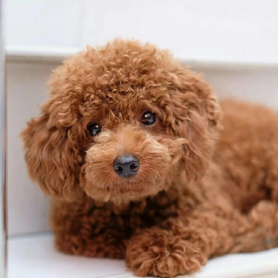 Mini Poodle Adorable stock image. Image of curly, poodle - 92336959