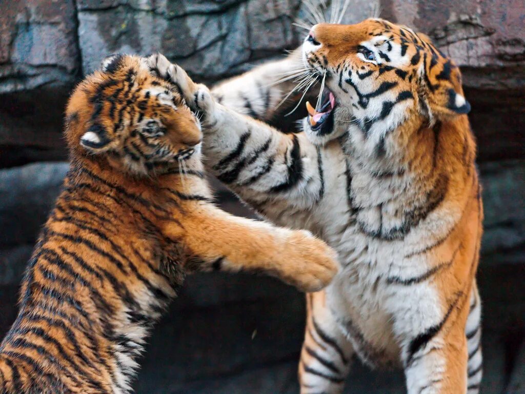 самарский зоопарк самара. тигрица разбор. вес тигра. тигр спит. тигрица разбор.