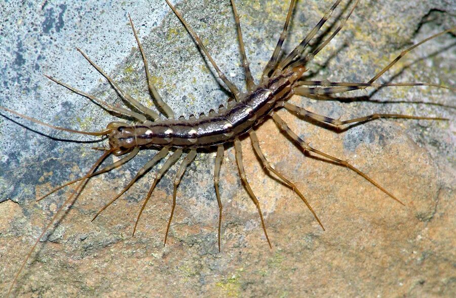 Сколопендра на кубани. Scutigera coleoptrata. Ядовитые насекомые краснодарского края. Lone star bug. Хищные насекомые.