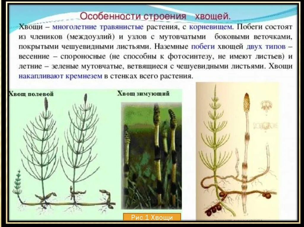 Плауны хвощи папоротники. Подотдел Хвощевидные. Хвощ полевой биология 5 класс. Побеги хвоща полевого.