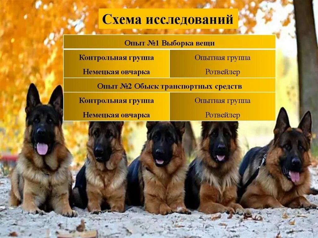 Параметры немецкой овчарки. Краткая история породы немецкой овчарки. Порода собак немецкая овчарка характеристика. Содержание щенка овчарки. Немецкая овчарка стандарт породы рост.