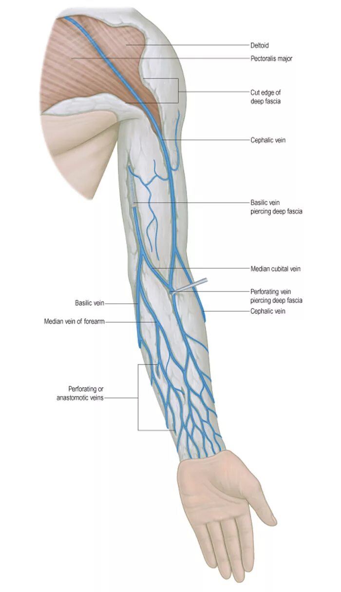 Самая большая вена как называется у человека. Кубитальная Вена верхней конечности. Поверхностные вены верхней конечности анатомия. Дистальные вены верхней конечности.