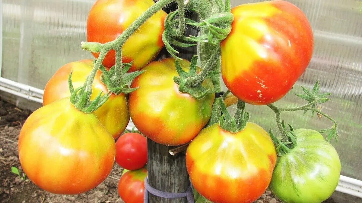 Почему помидоры краснеют. Помидоры бабушки лукошко жежелты. Томат Бабушкино лукошко. Томаты с желтым пятном у плодоножки. Пятна на плодах томатов.