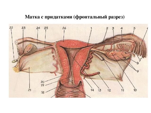 Матка строение. Матка строение