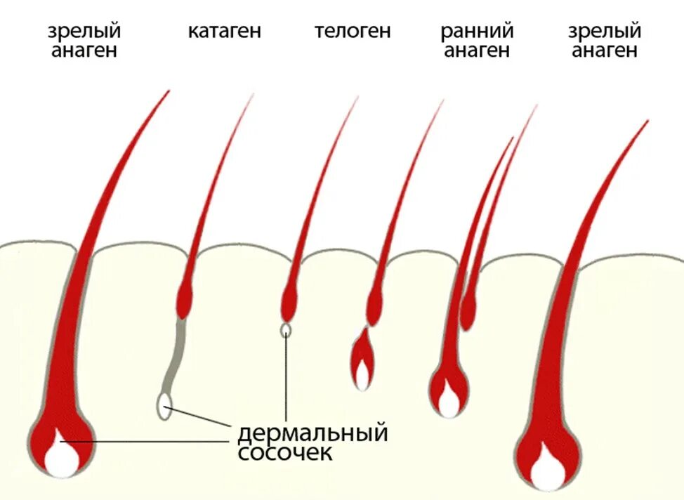 Анаген катаген телоген. Стадии роста ресниц анаген катаген телоген. Рост ресниц анаген катаген телоген. 3 Фазы роста волос.