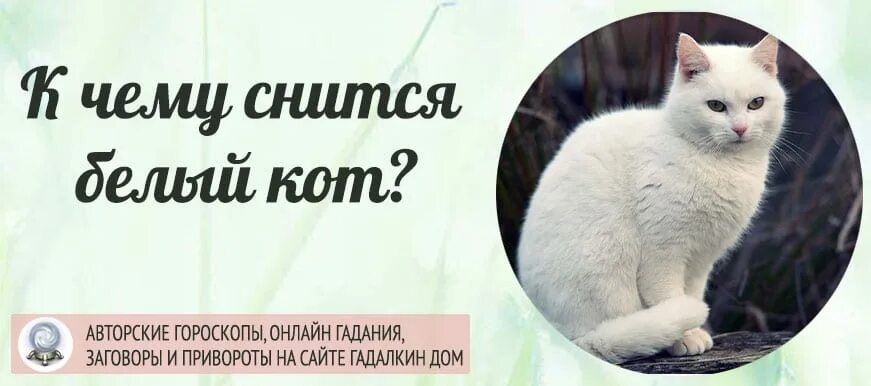 Кошки во сне для женщины к чему. Снится белый кот. Сонник белый кот. К чему снится белый кот. К чему снится белая кошка.