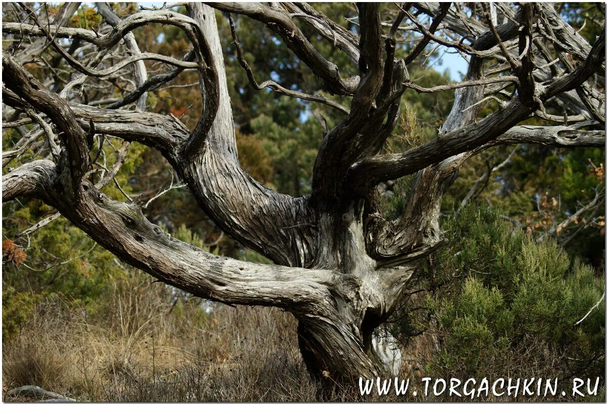 шесхарисское можжевеловое редколесье
