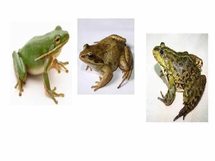 Различие лягушки и рыбы. Лягушка и жаба разница. Жаба и лягушка отличия. Отличие Жабы от лягушки. Как отличить жабу от лягушки.