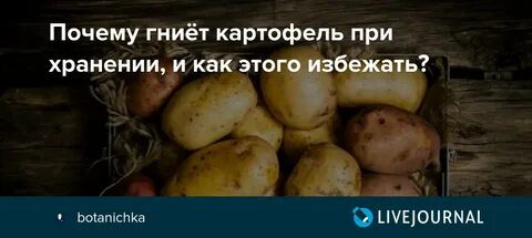 Гниет картофель что делать