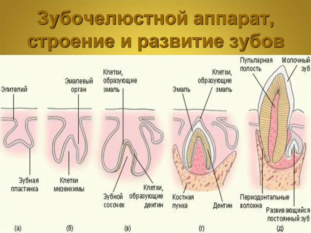 Развитие и строение. Периоды развития зубочелюстной системы. внутриутробный период развития зубочелюстной системы. этапы формирования зубов. строение и развитие зуба.
