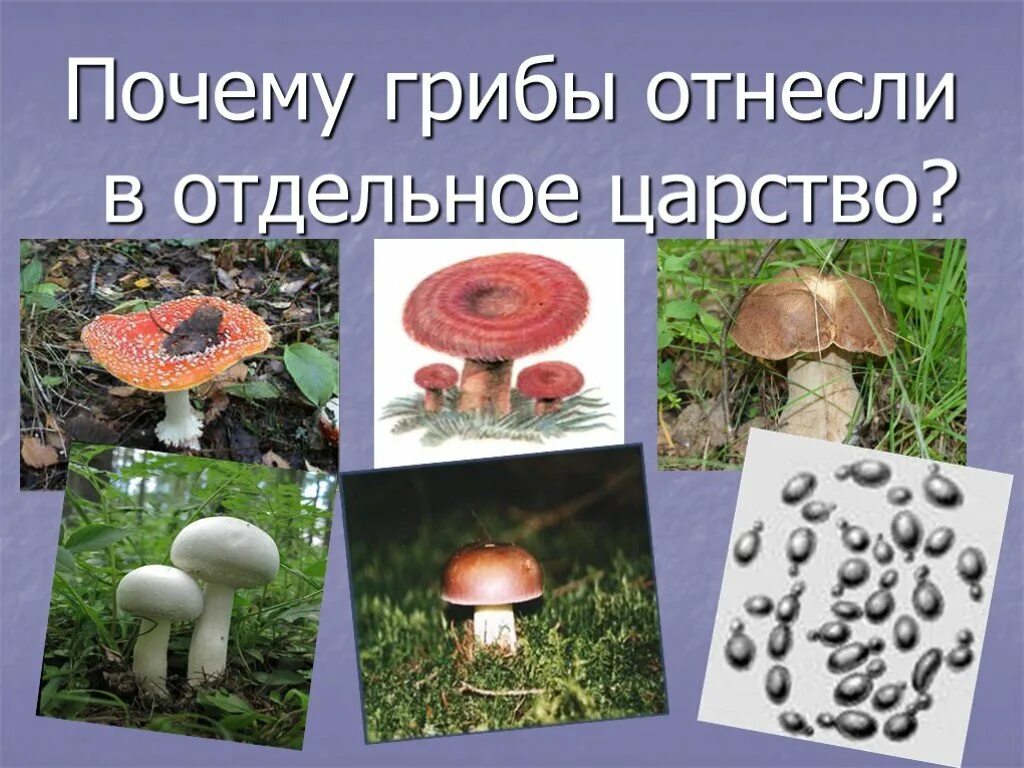 К какому царству относятся грибы 5 класс. Царство грибов. Грибы отдельное царство. Среда обитания грибов. Среда обитания царства грибов.