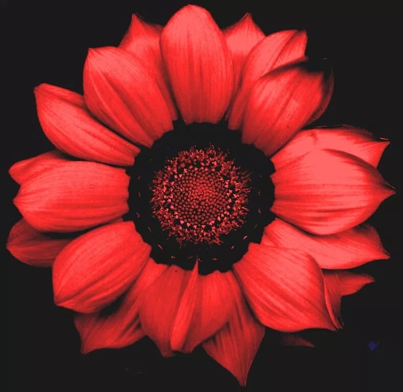 Большая красная цветочный