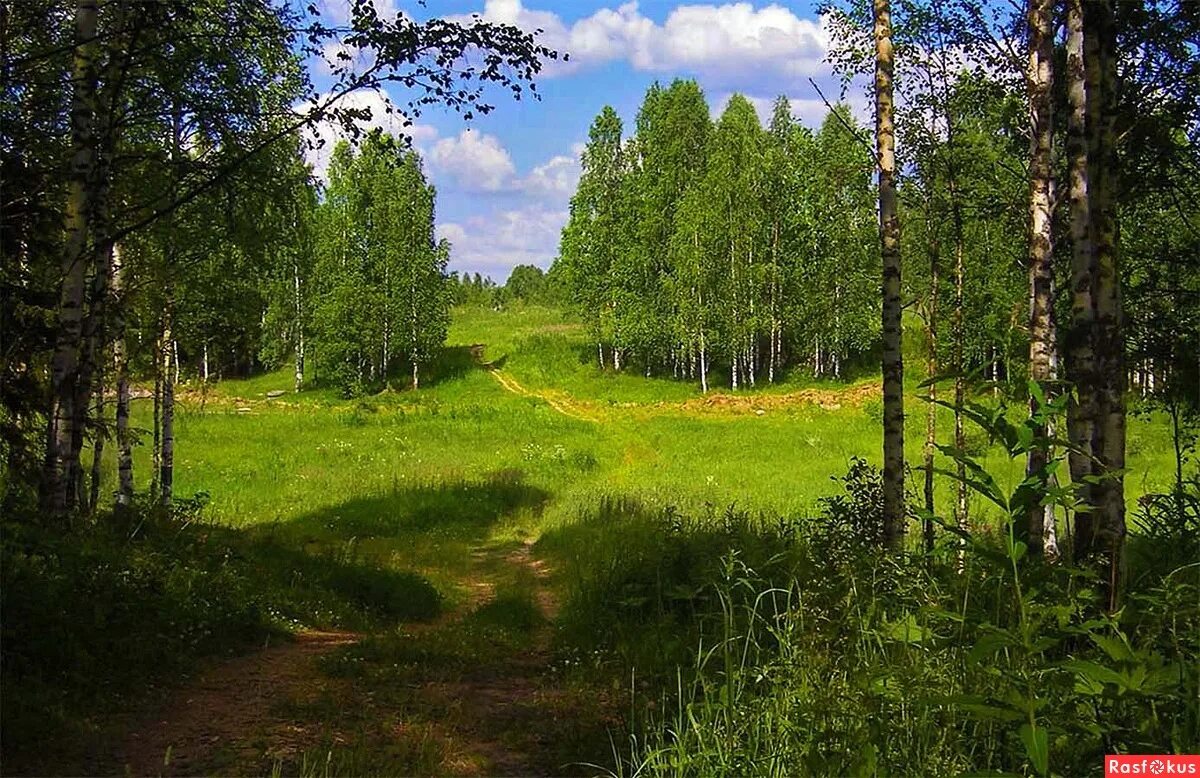 Лесная Поляна Ленинградская область. Солнечная опушка леса. Опушка леса Поляна.