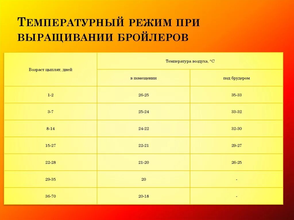 Температурный режим для суточных цыплят бройлеров. Температурный график выращивания бройлеров. Температурный режим содержания цыплят бройлеров таблица. Температура для цыплят бройлеров таблица. Какое помещение должно быть у бройлеров