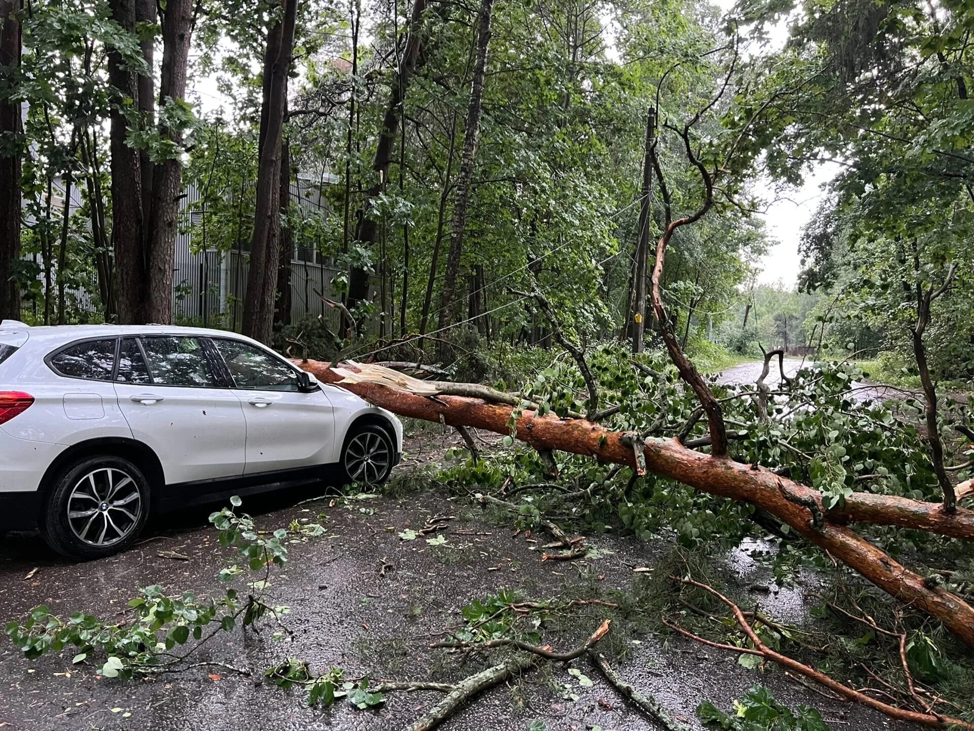 Ураган в Питере 2022. Поваленное дерево. Упавшее дерево. На машин повалило дерево. Ветер упало дерево