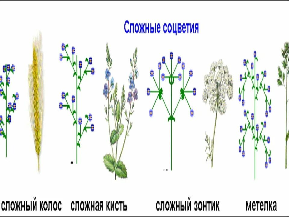 Соцветия злаков схема. Соцветие злаков мятликовых. Схемы соцветий злаковых растений.