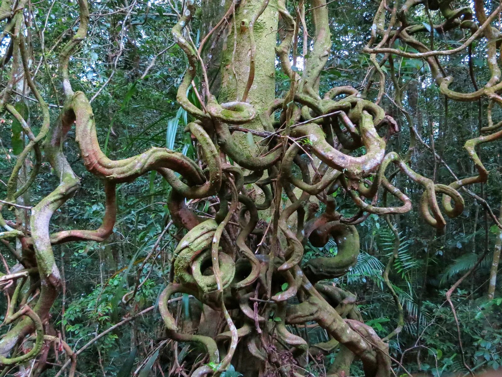 Дерево малайзия. Ротанговая Пальма (Calamus). Ротанговая Пальма род тропических лиан.