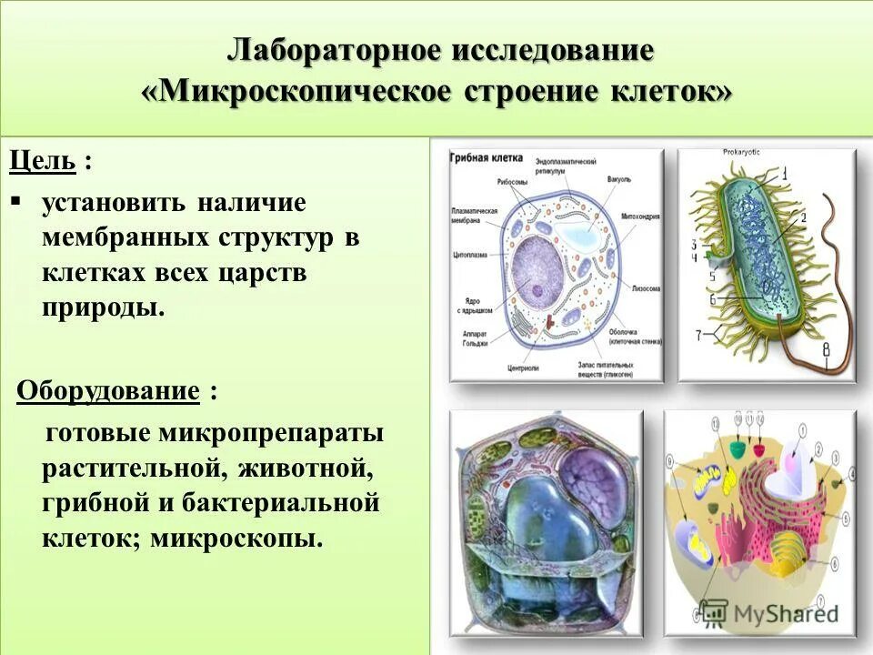 Лабораторная работа номер 10 7 класс биология