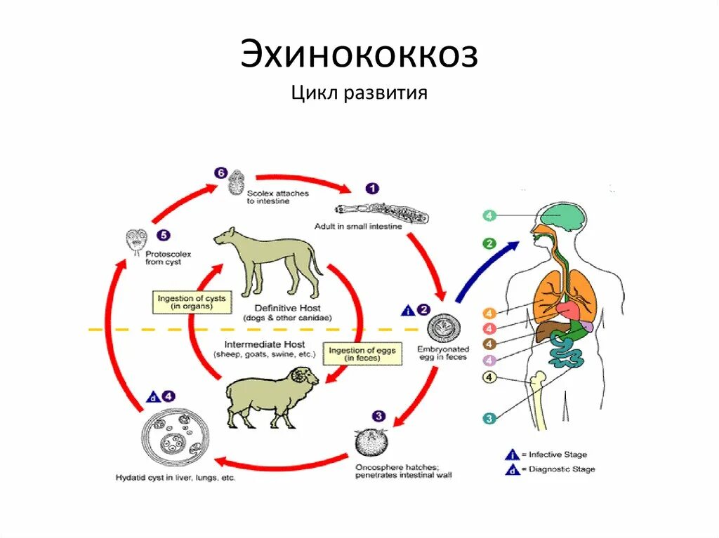 Можно ли считать человека промежуточным хозяином эхинококка. Биологический цикл развития эхинококка. Эхинококк Echinococcus granulosus жизненный цикл. Эхинококкоз жизненный цикл паразита. Цикл развития паразита эхинококк.