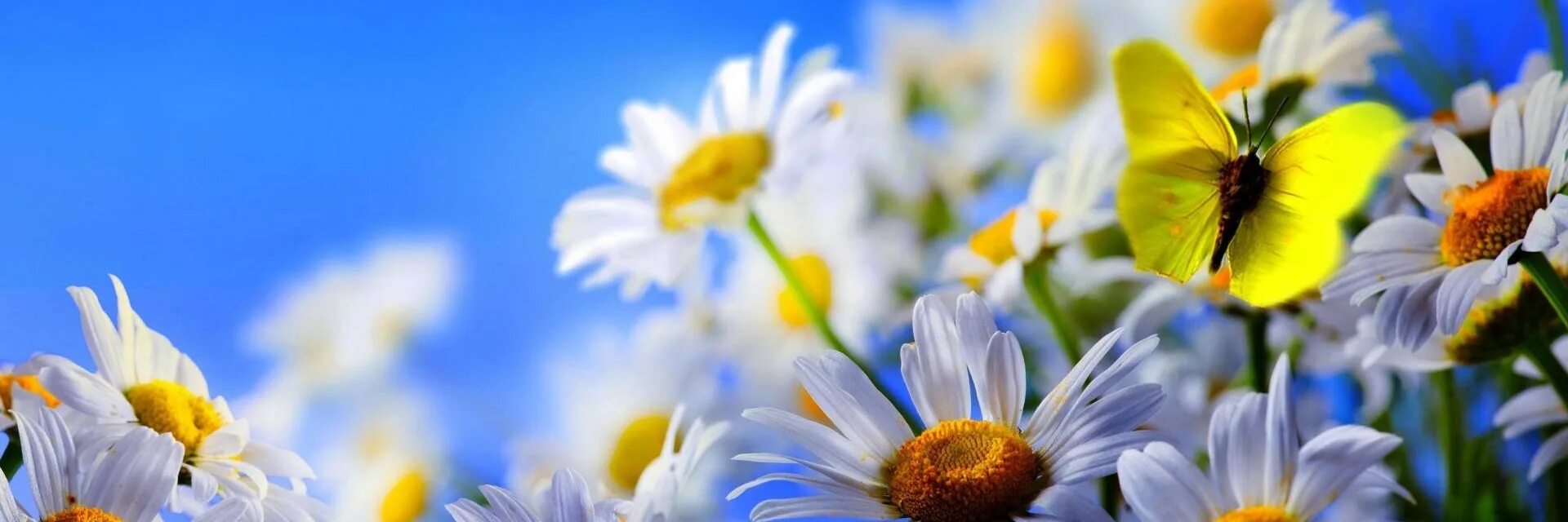 Ромашки панорама. Continental ultracontact 195/65 r15 91h. Летняя фотосессия на природе. Солнце летом. Скоро лето надпись.