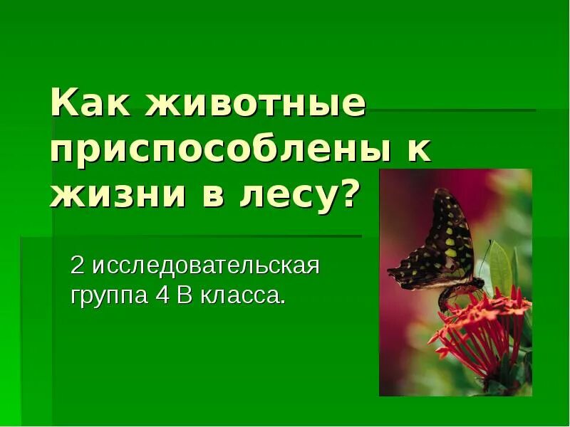 Как животные приспособились к жизни в лесу