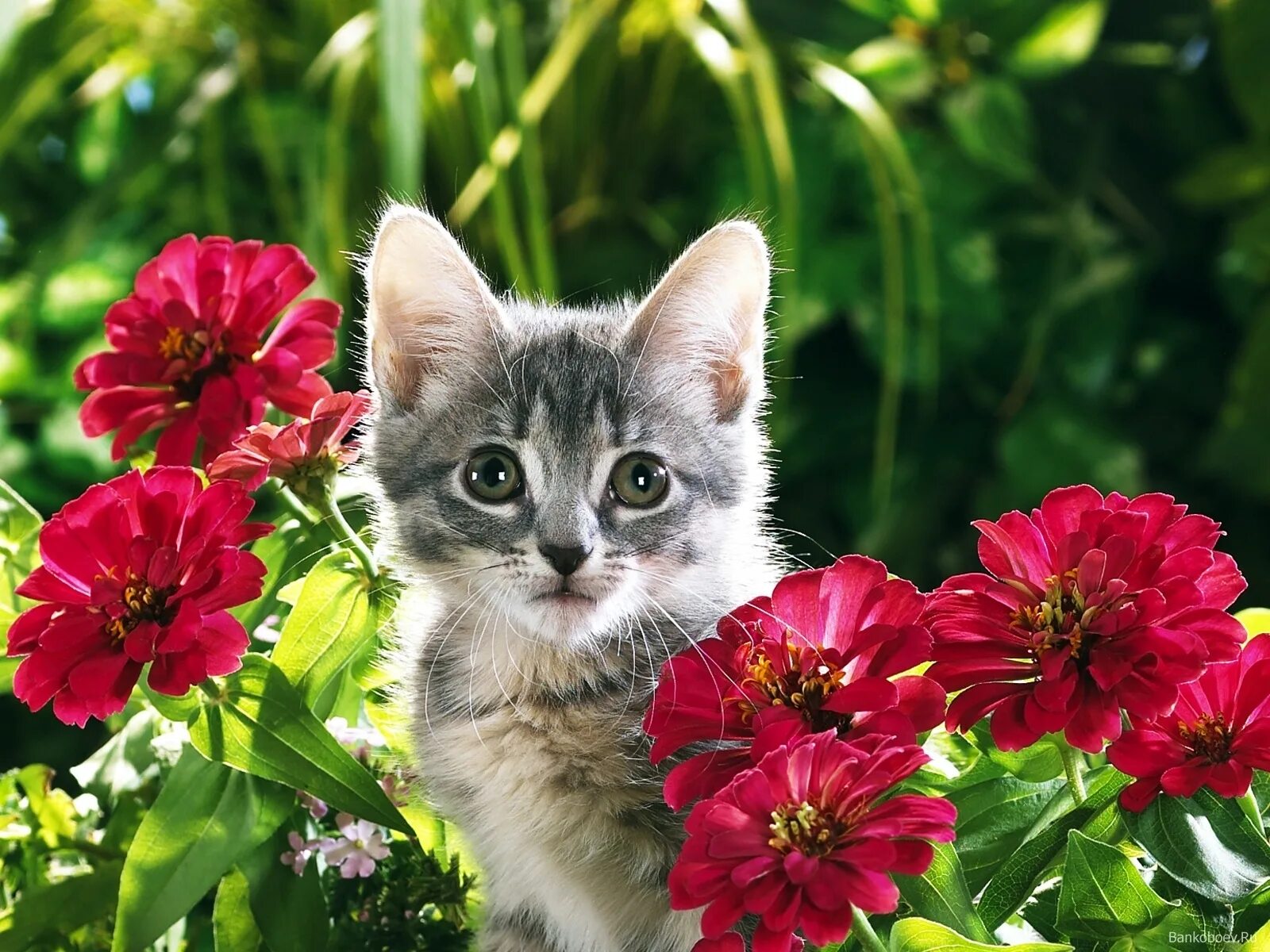 Цветы кис. Котенок в цветах. Котёнок с цветком. Красивые котята в цветах. Картинки с цветами и животными.