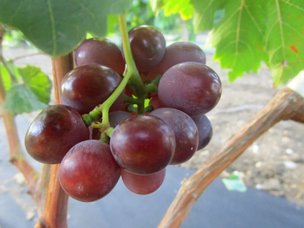 Виноград сеней