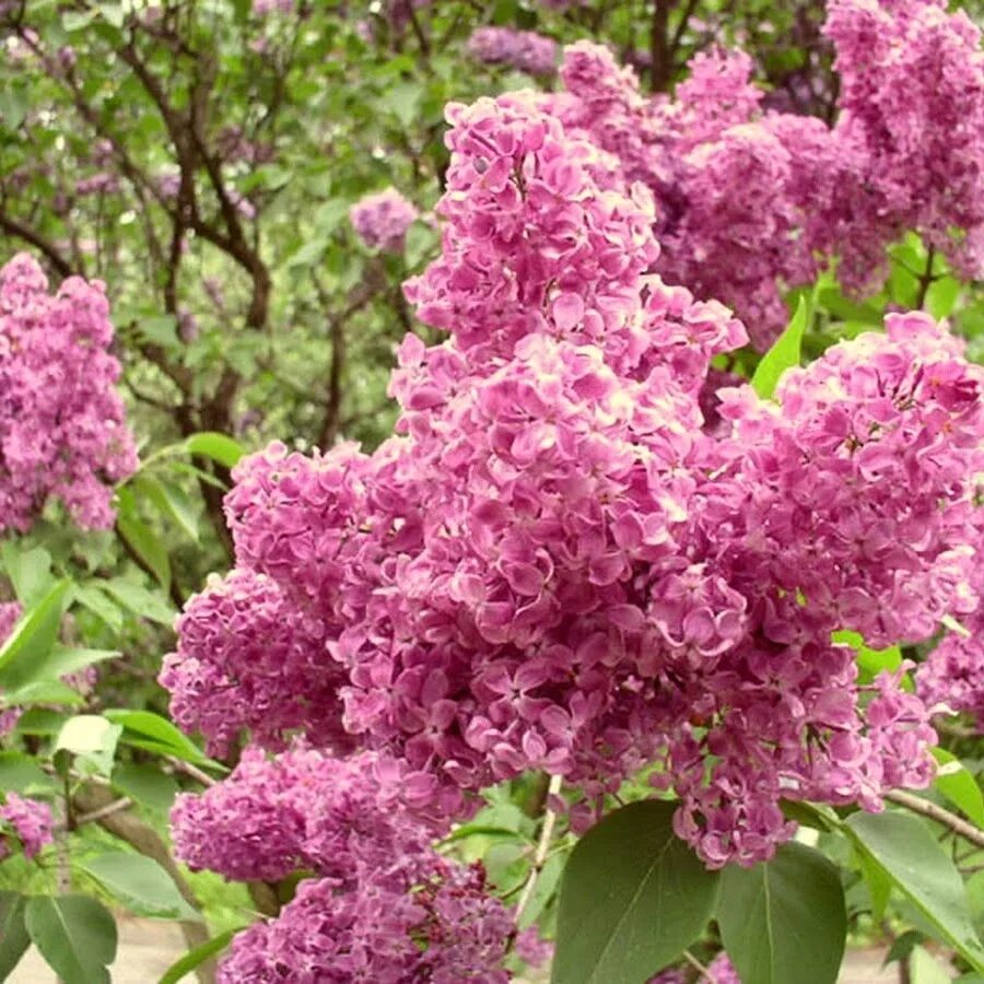 Сирень 20. Сирень мелколистная Суперба. Сирень Etna Syringa.