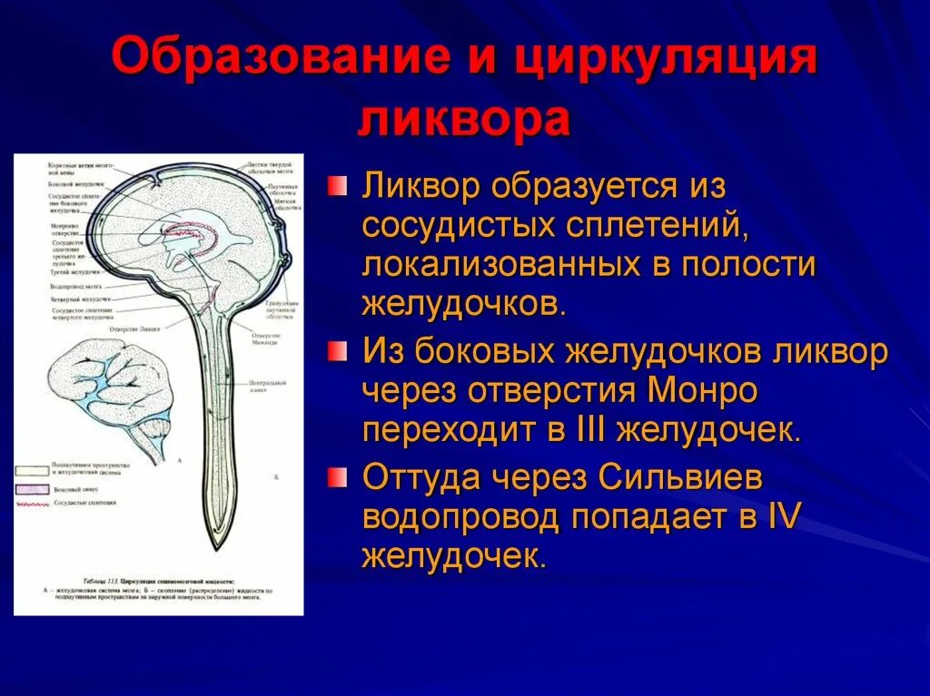 Оболочки головного мозга: цистерны подпаутинного пространства. Схема путей циркуляции спинномозговой жидкости. Циркуляция ликвора в головном мозге. Схема циркуляции ликвора.