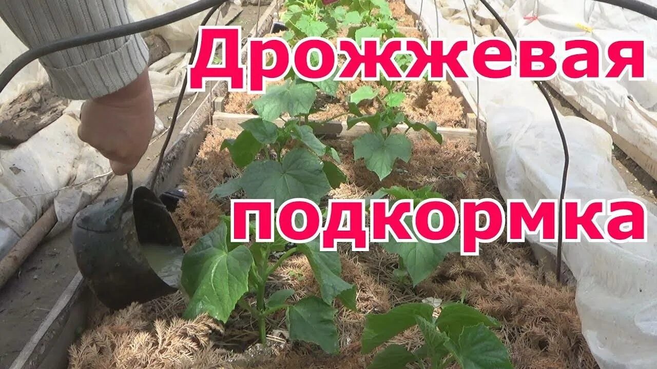 Подкормка огурцов дрожжами. Дрожжевая подкормка огурцов в открытом. Огурцы подкормка дрожжами. Подкормка огурцов дрожжами в открытом грунте. Как подкормить рассаду помидор дрожжами