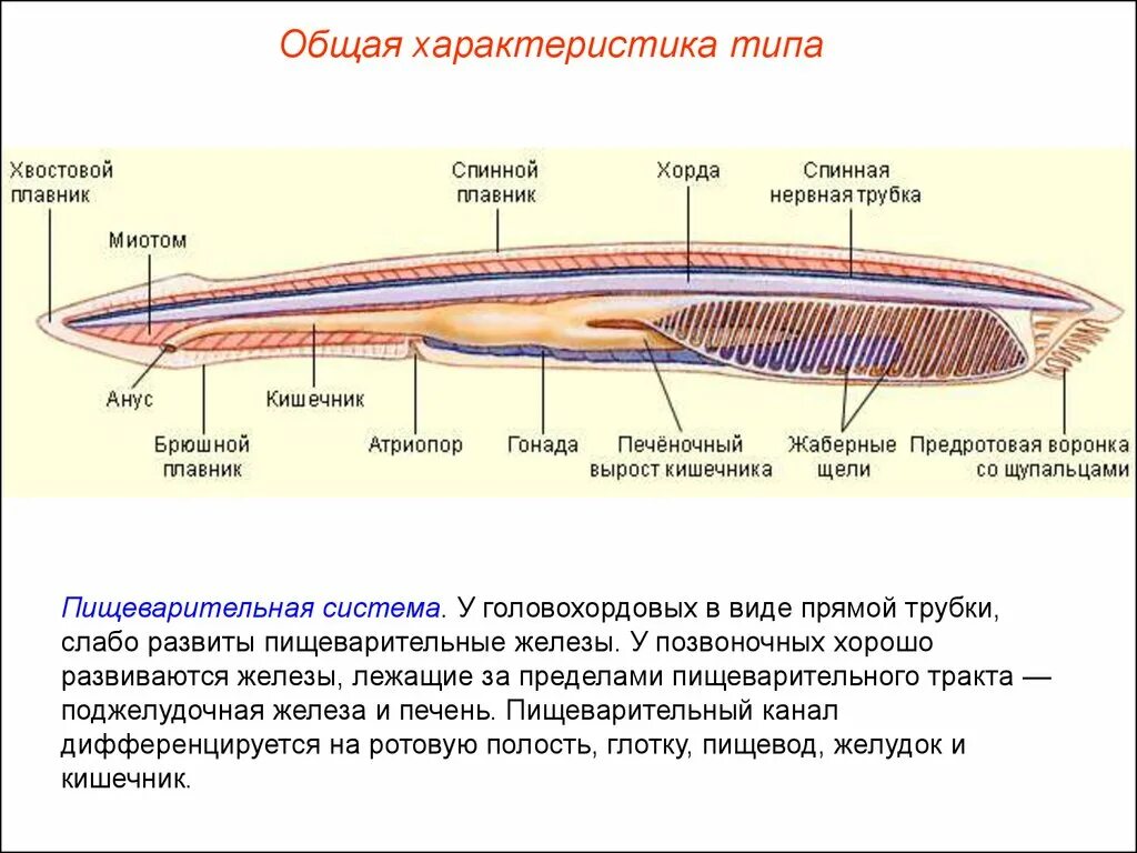 Хордовые на спинной стороне тела. Головохордовые пищеварительная система. Пищеварительная система Тип Хордовые Бесчерепные. План строения хордовых биология 7 класс. План строения пищеварительной системы хордовых.