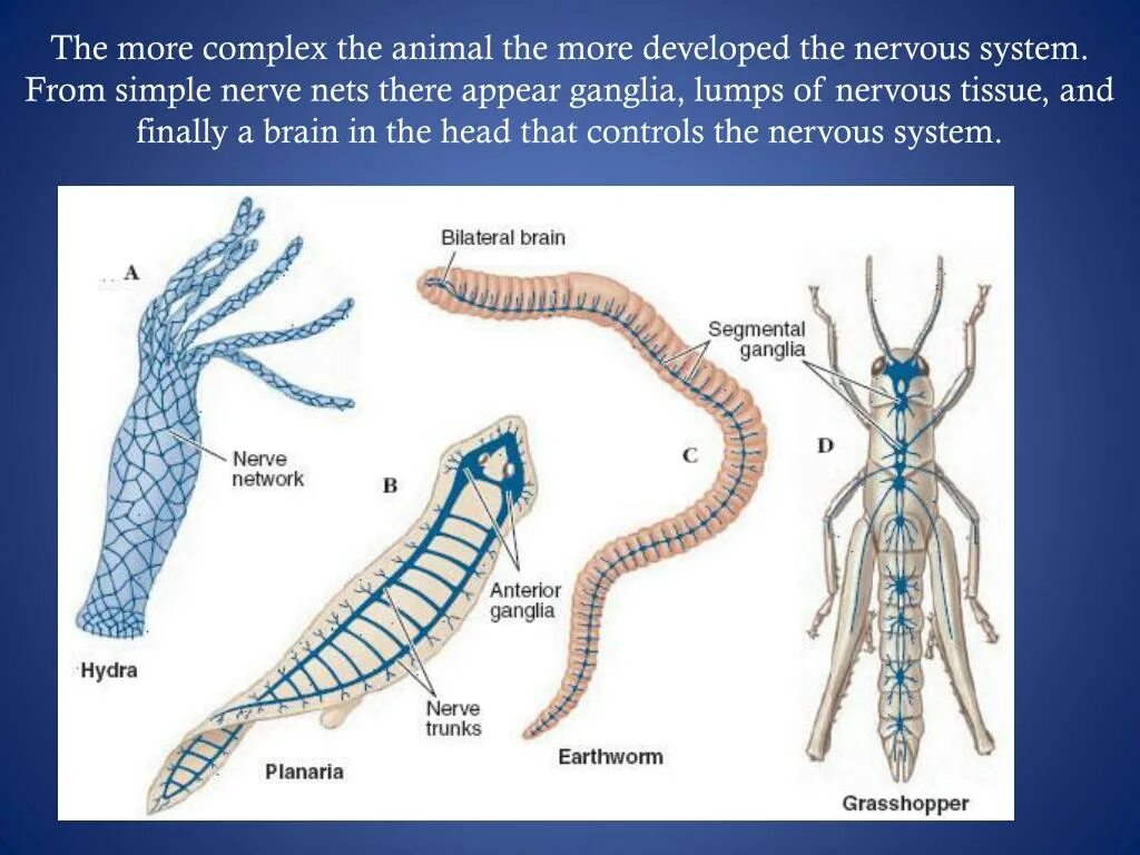 Эволюция нервной системы беспозвоночных животных. Трубчатая нервная система у животных. Диффузная нервная система у плоских червей. Стволовая нервная система у червей. У каких беспозвоночных животных нервная система образована
