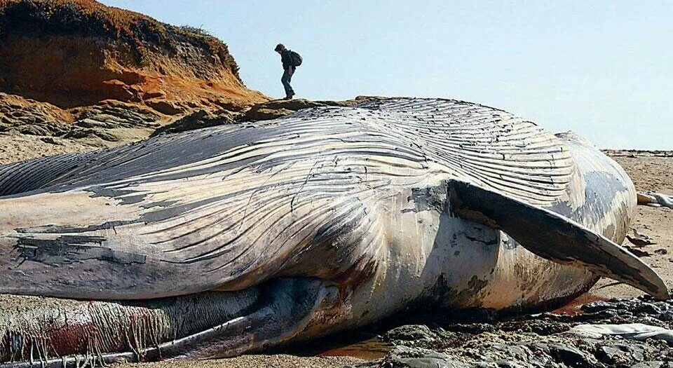 Кракена выбросило на берег. Гигантские морские существа. Самый большой синий кит в мире. Гора свистун ессентуки. Кит 30 метров.