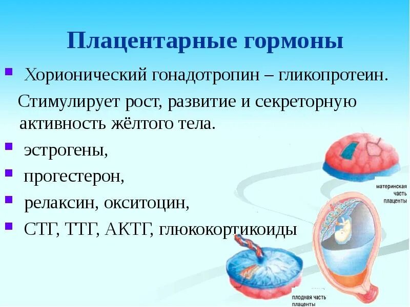 Что такое плацента и какова ее функция. Гормоны плаценты. Плацента гормоны и функции. Гормоны вырабатываемые плацентой и их функции. Плацента секретирует гормоны.