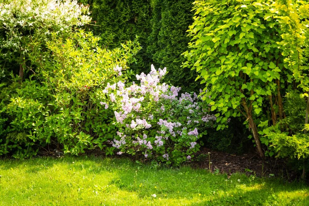 Где посадить сирень. Syringa microphylla &#039;superba&#039;. фото расположения сирени на участке. как расположить сирень внизу плаката.