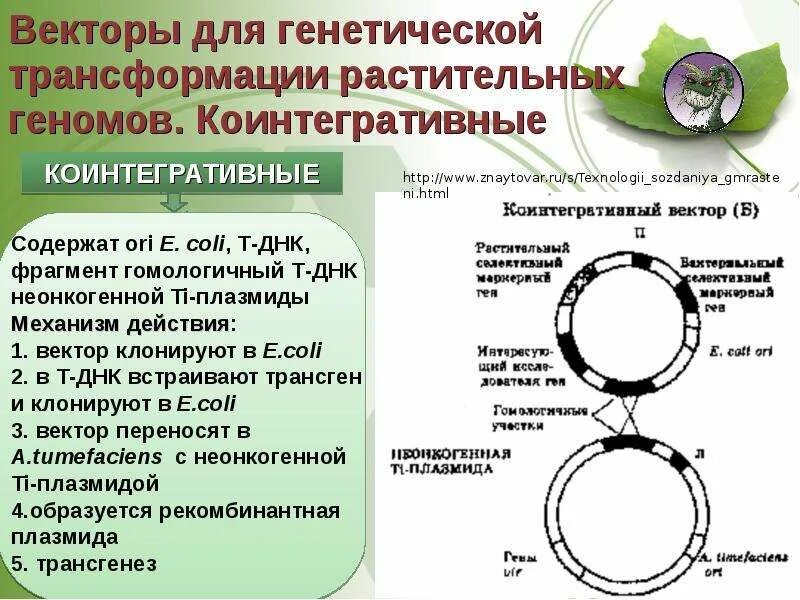 Плазмиды биотехнология. Векторы для трансформации растений. Строение ти плазмиды. Ti плазмиды. Трансформация плазмиды.