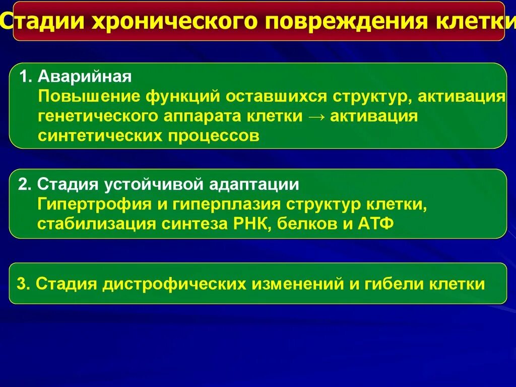Характеристика повреждений клетки. Стадии хронического повреждения. этапы повреждения клетки. стадии повреждения клетки. стадии повреждения клетки патофизиология.
